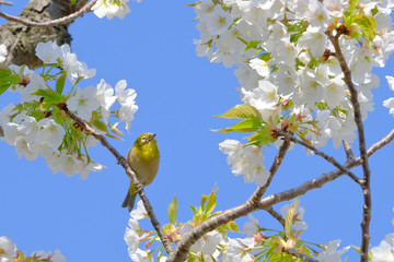 white eye on cherry blossom