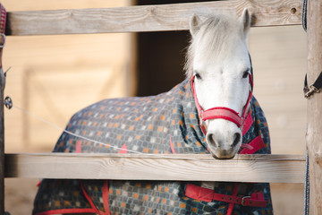 portrait of cute white pony in blanket near shelter in horse paddock