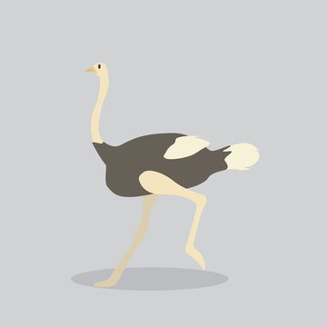 ostrich vector cartoon illustration. Cute friendly welsh ostrich, isolated on grey. Pets, animals, bird theme design element in contemporary simple flat style