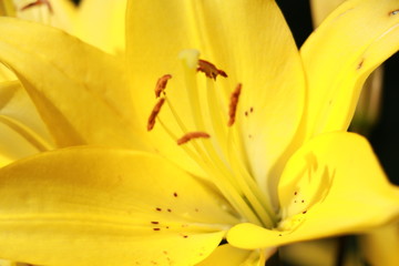 yellow lily close-up