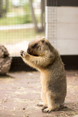  the bobac marmot