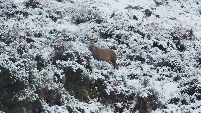 Red Deer in snow