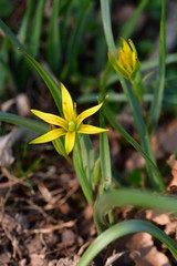 Fototapeta premium Waldgelbstern