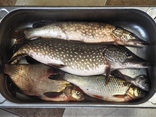 Just caught river fish in a metal container.Pike,Chub, and large bream.