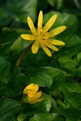 blühendes Scharbockskraut