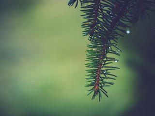Waterdrops on a pinebranch after summer rain in front of a green blurry background