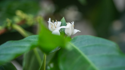 Detailed up-close photo of coffee flower creates an interesting abstract effect.