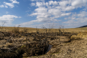 żerenie bobrowe Bieszczady  © wedrownik52