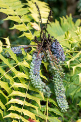 Mahonia oiwakensis green and purple fruit