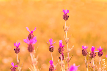 Lavender 2 (Lavandula angustifolia)