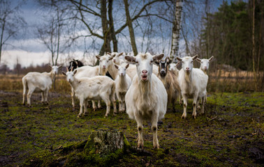 Bunch of goats standing on grass. Many goats standing on a field. Goat herd looking at camera. Cattle of goats