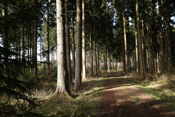 Forest with tall fir trees and forest road