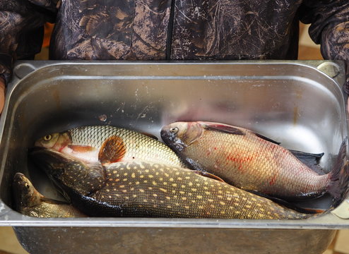 For fishermen.Fresh caught river fish in a metal container, caught on winter fishing, in the hands of a fisherman.Pike,Chub, and large bream.