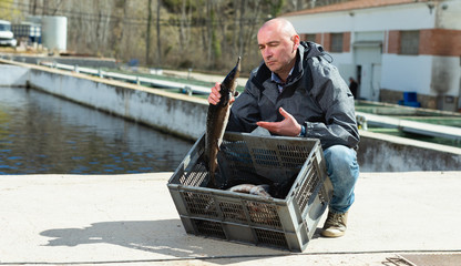 Owner of sturgeon farm showing fish