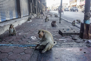 Street monkeys in the city of Lopburi in Thailand