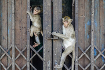 Fototapeta na wymiar Monkeys hang on a fence at Lopburi in Thailand