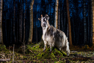 Goat posing for camera in woods on a stump. Photosession whith animals at night. Green moss in forest.