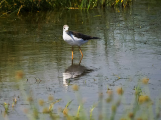 a black winged stilt feeding at serengeti np