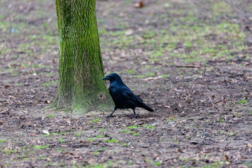 Crow walking in the park