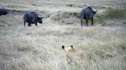 threee african buffalo watch a lion stalking them at masai mara in kenya