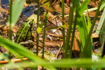 ein gr&uuml;ner Frosch am Teichufer