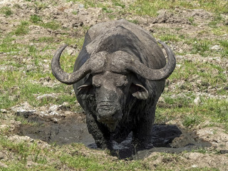 african buffalo standing in a mud wallow at masai mara, kenya