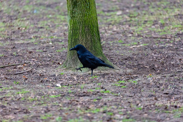 Crow walking in the park