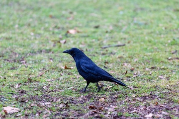 Crow walking in the park