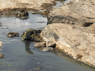 nile monitor lizard at masai mara national reserve in kenya