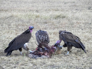 three vultures feeding on a carcass at masai mara in kenya