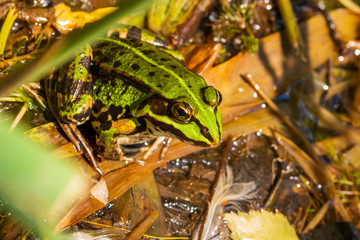 ein grüner Wasserfrosch am Ufer eines Teiches
