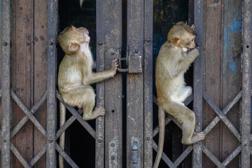 Monkeys hang on a fence at Lopburi in Thailand
