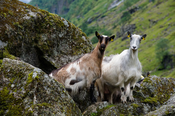 Goats in mountain landscape, Norway