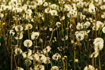 Obraz premium dandelion wildflowers field at sunset backlit