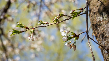 青空に新緑の淡い緑色と薄紅色のソメイヨシノが美しい春の風景
