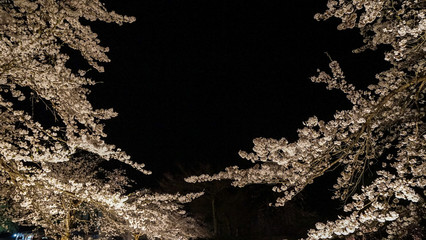 夜桜ライトアップ
