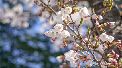 青空に映える薄紅色の美しいさくら、ソメイヨシノ