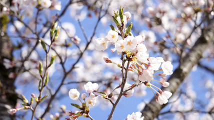 青空の映える薄紅色が美しいソメイヨシノ