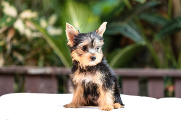yorkshire terrier felling happy , Cute puppy yorkie stand on the wood table on the nature background with happy face	
