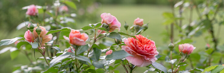 Beautiful orange pink nostalgic rose in a garden after rain