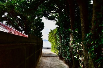 沖縄の備瀬のフクギ並木