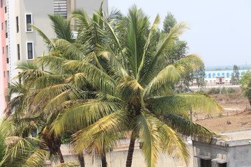 palm tree in front of building