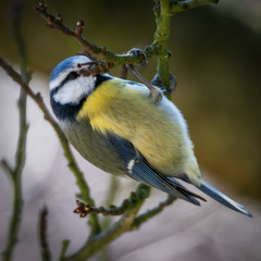 warly morning exercise - Frühsport