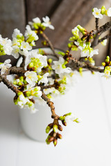 cherry flower blossom branch in enamel milk canister at white wooden table, old weathered wood wall background