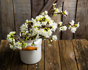 cherry flower blossom branch in enamel milk canister vase, old weathered wooden background