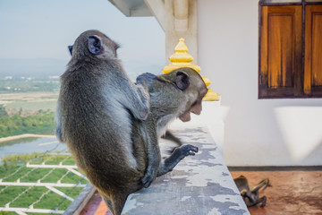 Monkeys in the temple on the mountain in the city of Prachuap Khiri Khan in Thailand