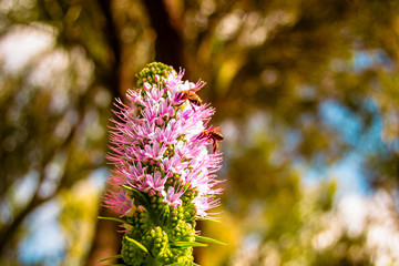 Bees collecting pollen on a flower. This photo was taken in the north of Tenerife.