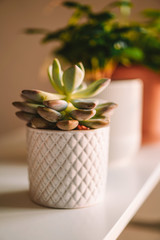 Succulent in a beautiful pot stands in the sun
