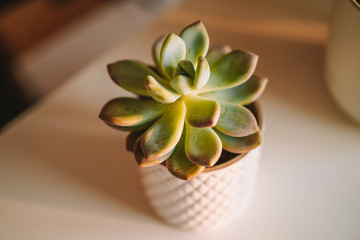 Succulent in a beautiful pot stands in the sun
