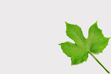 green leaf isolated on white background